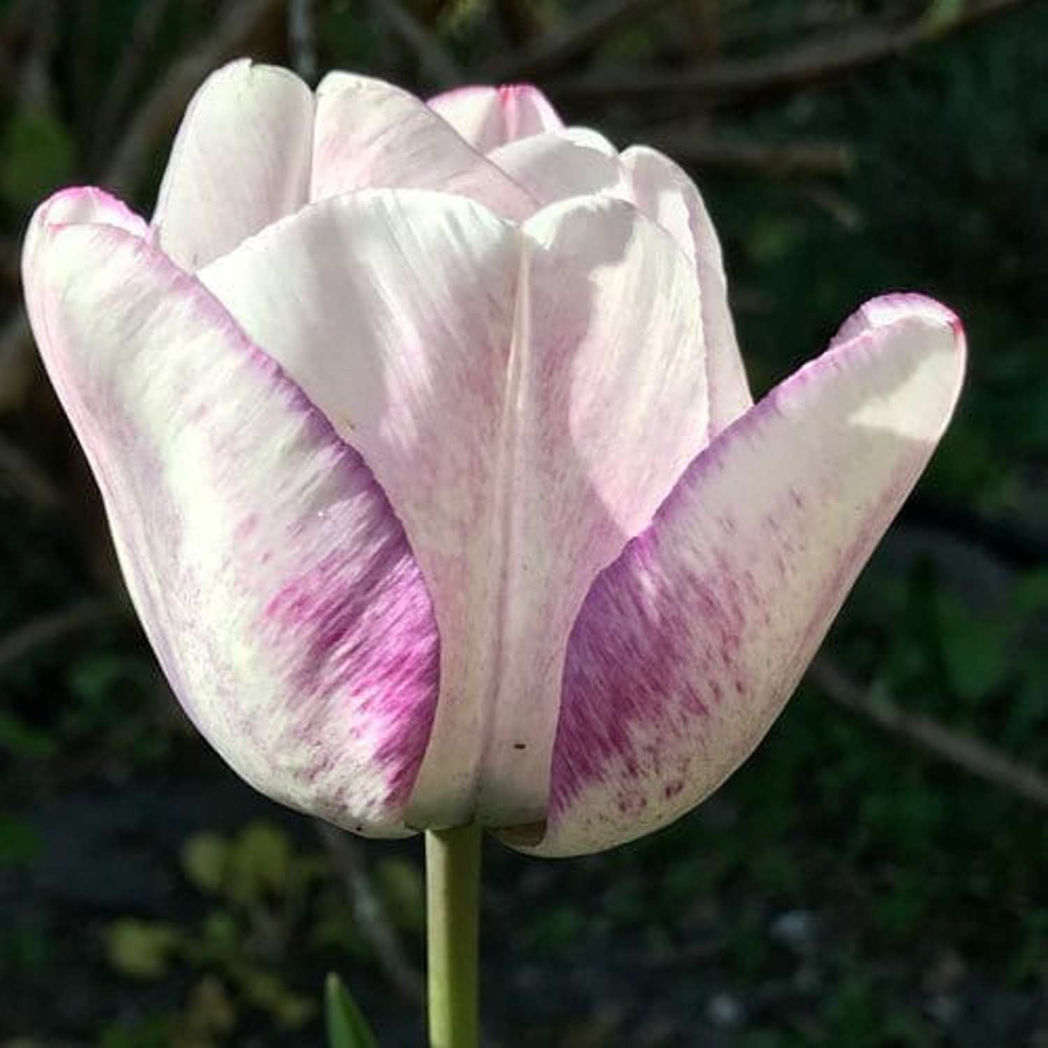 Tulpe 'Shirley' - Tulipaner